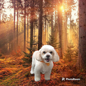 Meet your Posher, Gregory